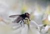 Phasia barbifrons